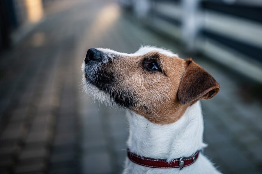 cane che guarda verso una direzione