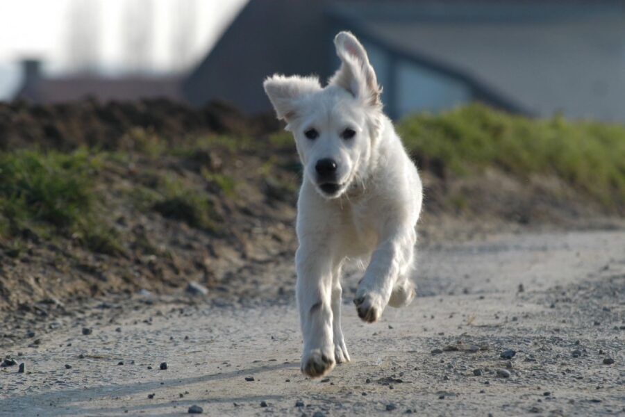 cane bianco randagio