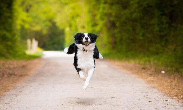 Come addestrare un cane a non inseguire le auto