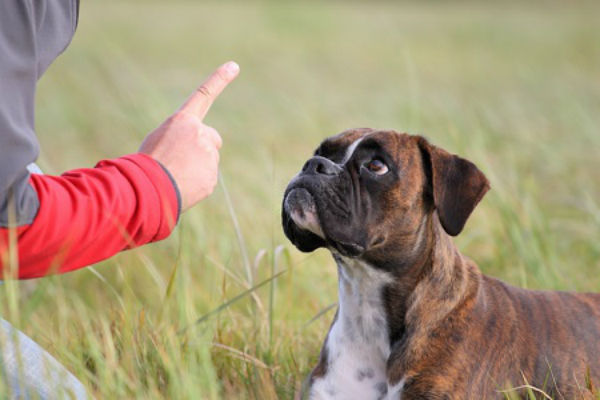 cane sul campo