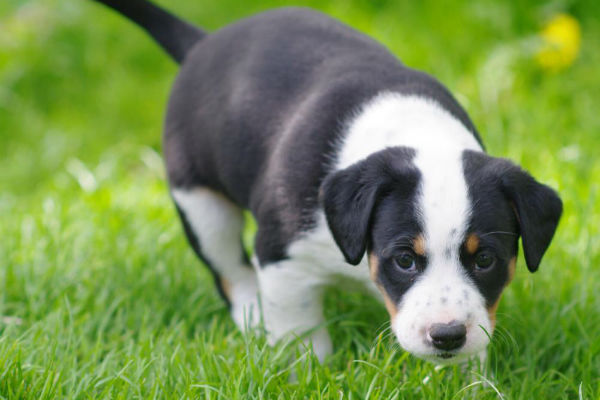 cane cucciolo