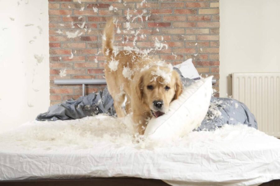 cane fa il terremoto sul letto