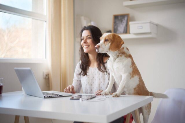 Come insegnare al cane a non saltare sui mobili