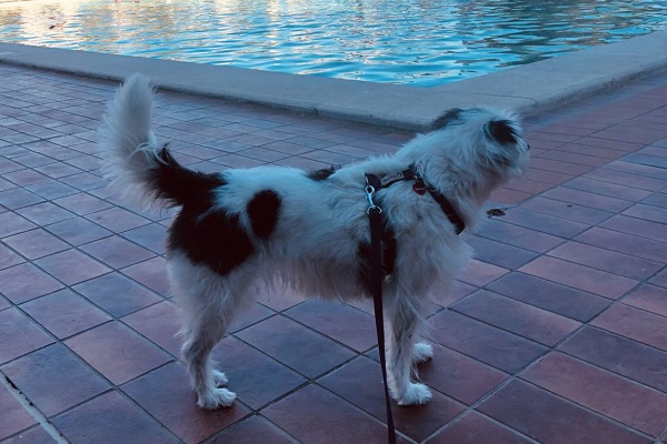 cane al guinzaglio a bordo piscina 