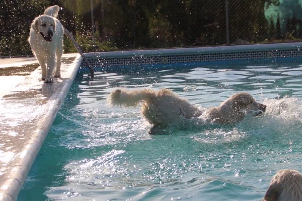 cani in piscina