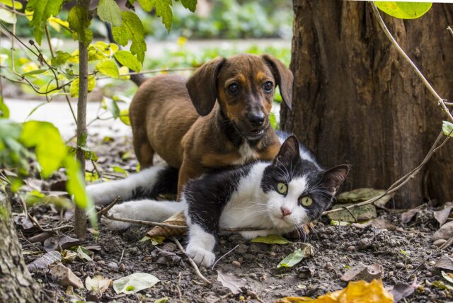 Come insegnare al cane a stare lontano dai gatti