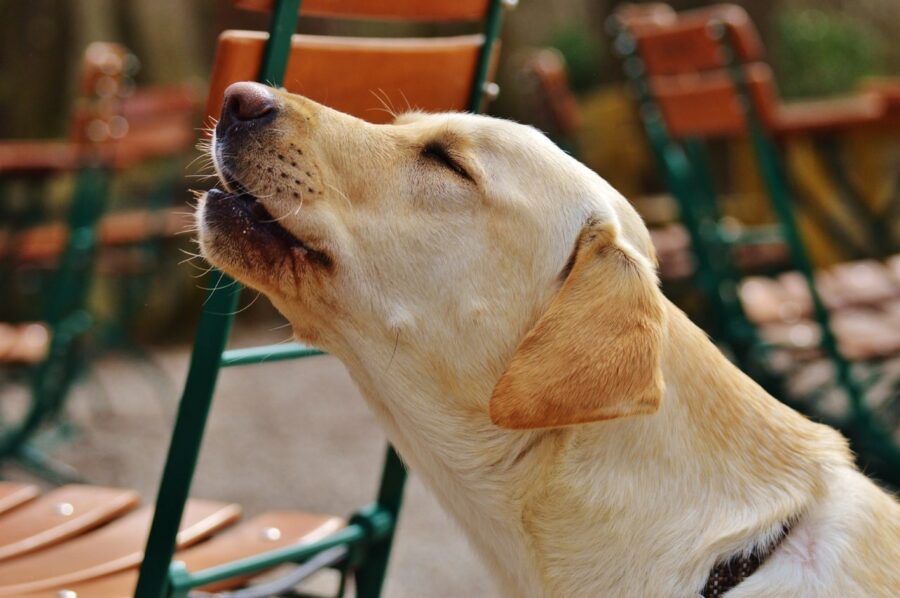 cane che si lamenta