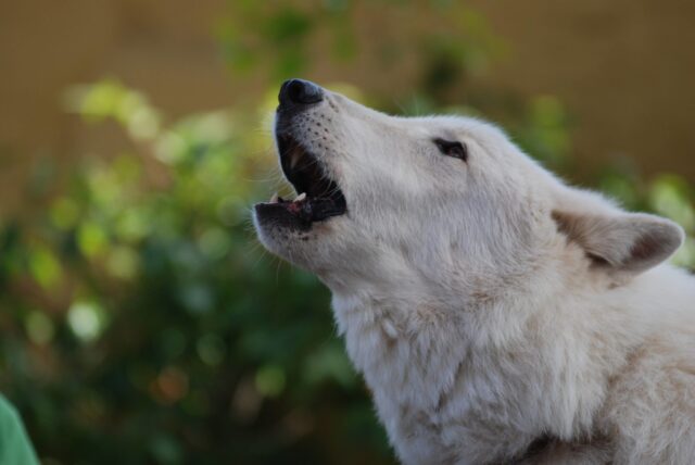 Come insegnare al cane a ululare