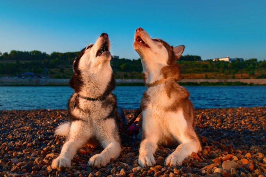 cani husky che ululano