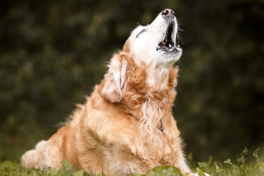 cane che richiama l'attenzione