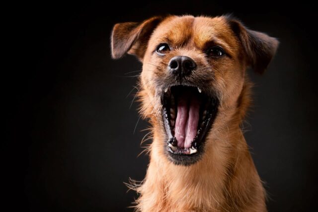 Come insegnare al cane ad abbaiare piano