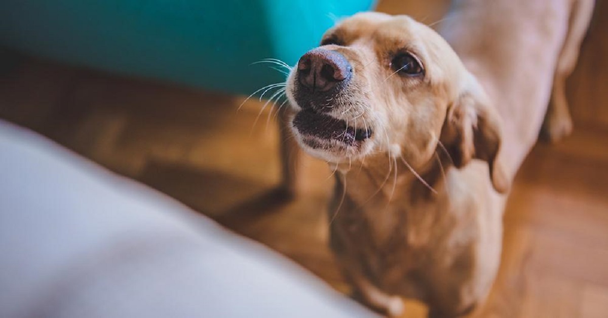 Come insegnare al cane ad abbaiare quando qualcuno è alla porta