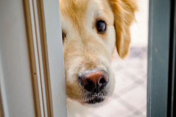 cane dietro alla finestra