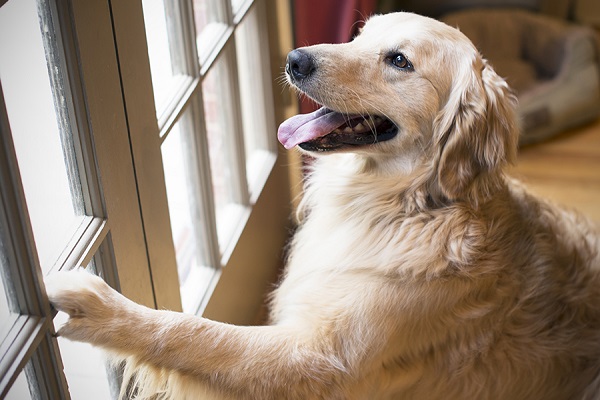 cane davanti alla finestra