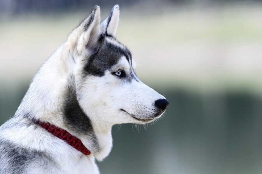 cane husky con collare