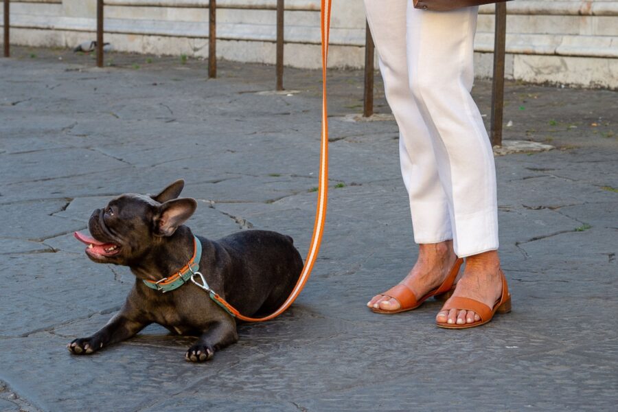 cane sul marciapiedi