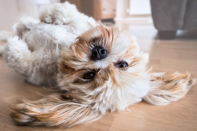 Come insegnare al cane a essere paziente