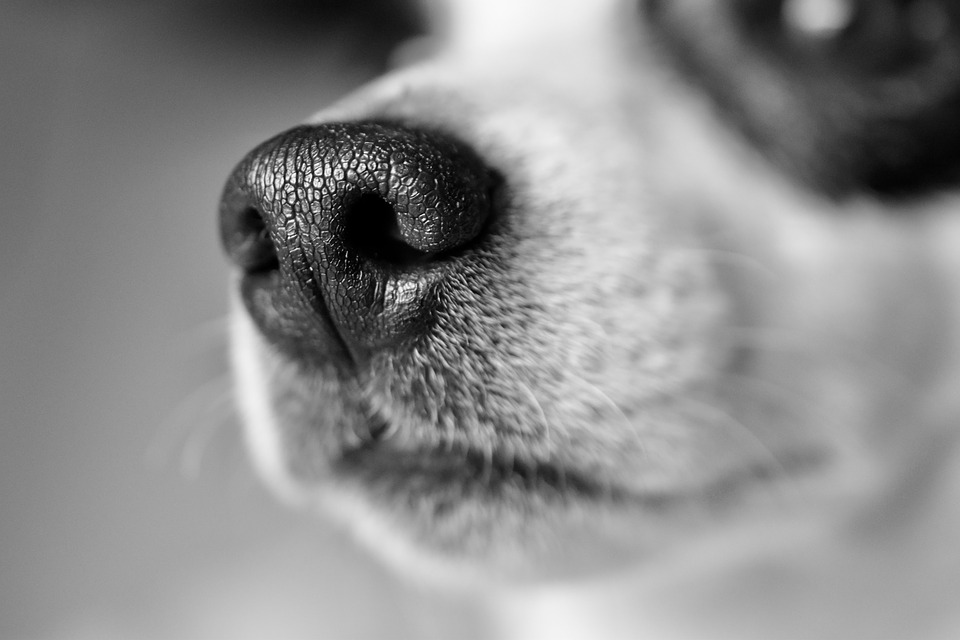 I cani sentono gli odori dei fossili? O solo alcuni di loro possono?