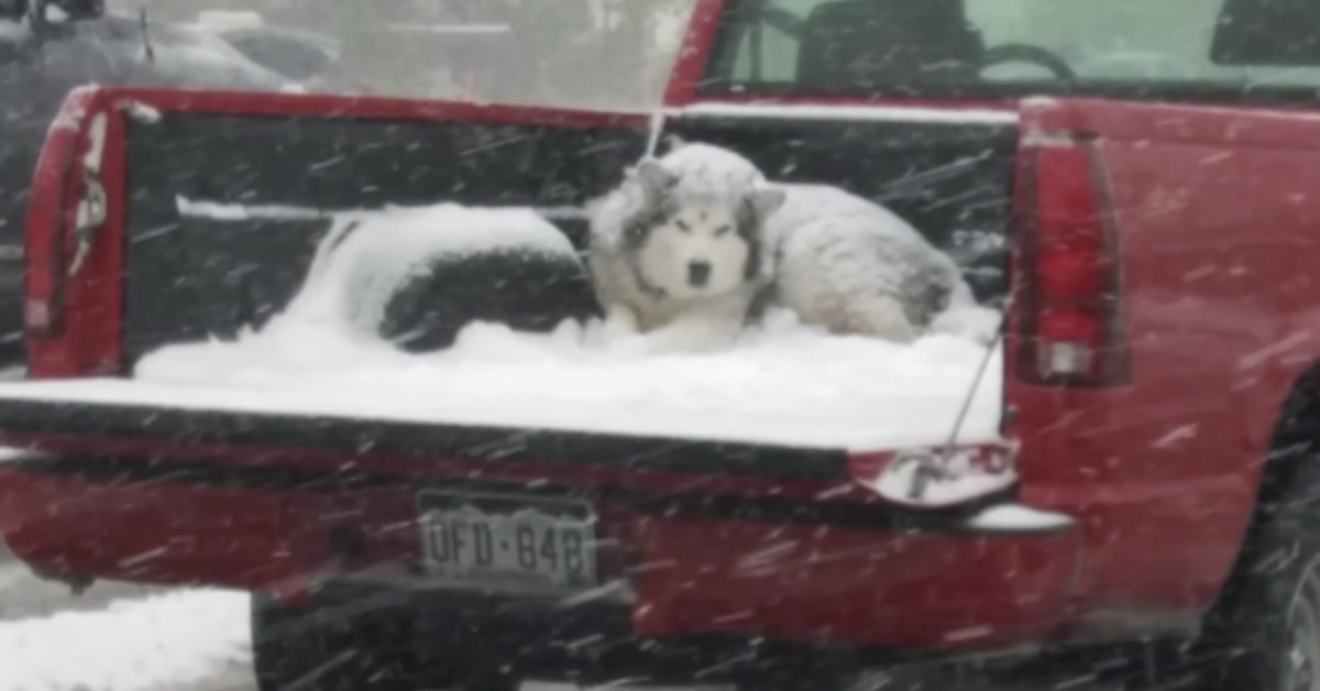 La foto del cane sul pick-up mentre nevica scatena la reazione del web