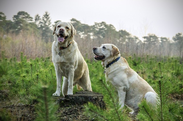 Il cane gioca o si fa male? Ecco come capirlo