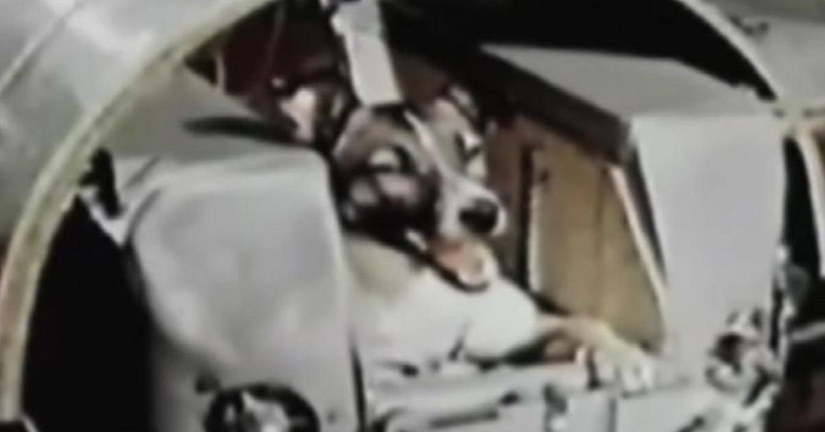 Ricordate Laika? La storia del cane astronauta