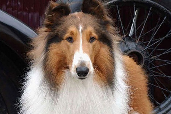 cane collie