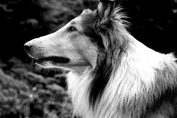 pal, il cane che intepreta lassie