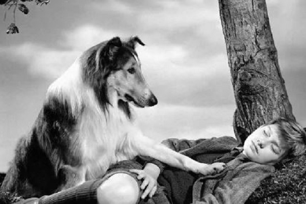 fotogramma film lassie con cane