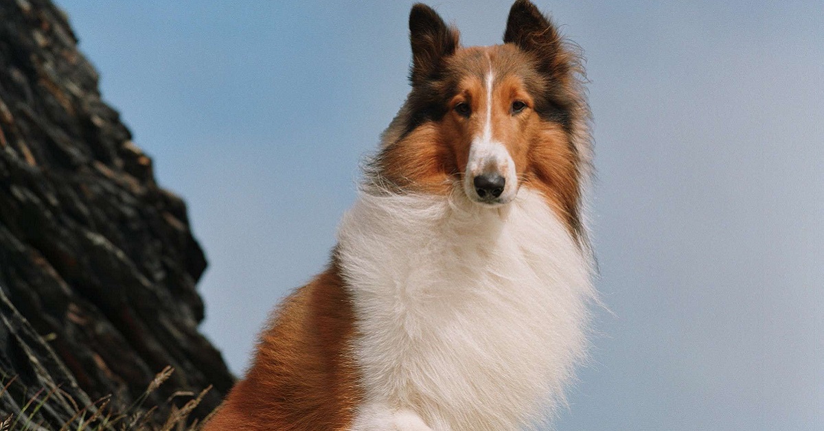 Ricordate Lassie? Ecco tutta la verità sulla storia del cane attore