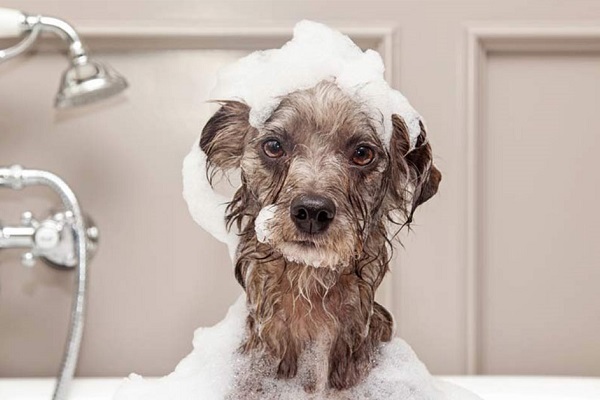 cane nella vasca da bagno