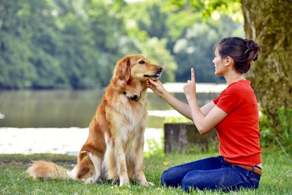 addestrare il cane