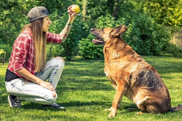 insegnare al cane