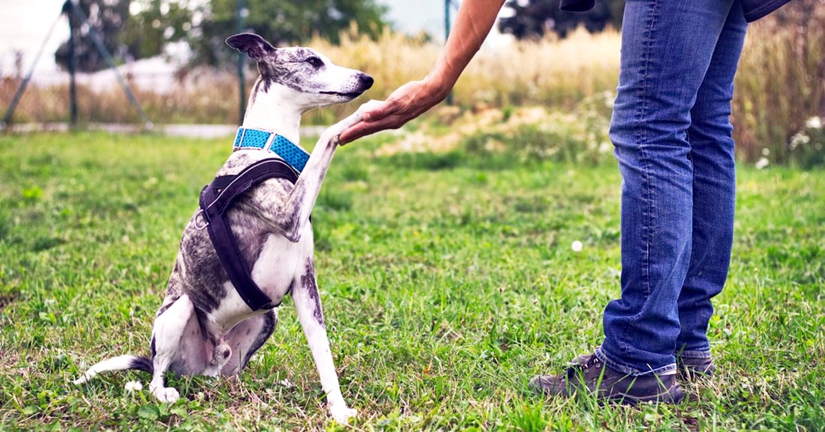 Lezioni di obbedienza per il cane, a casa o a un corso?