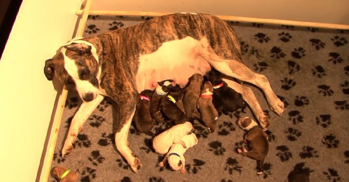 Mamma cane partorisce incredibilmente 12 cuccioli