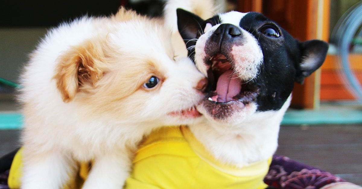 10 modi per aiutare il cane a fare amicizia