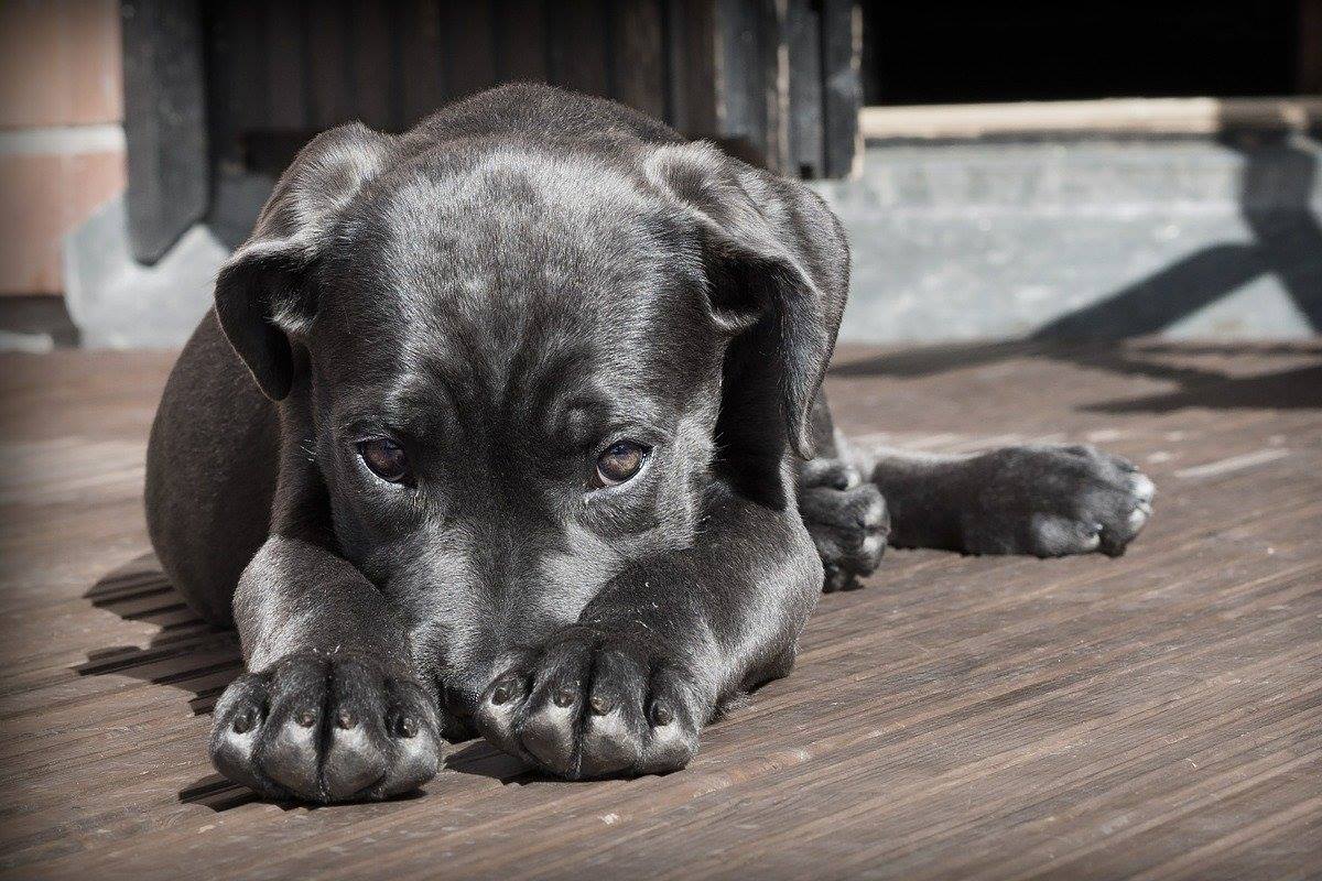 cucciolo nero