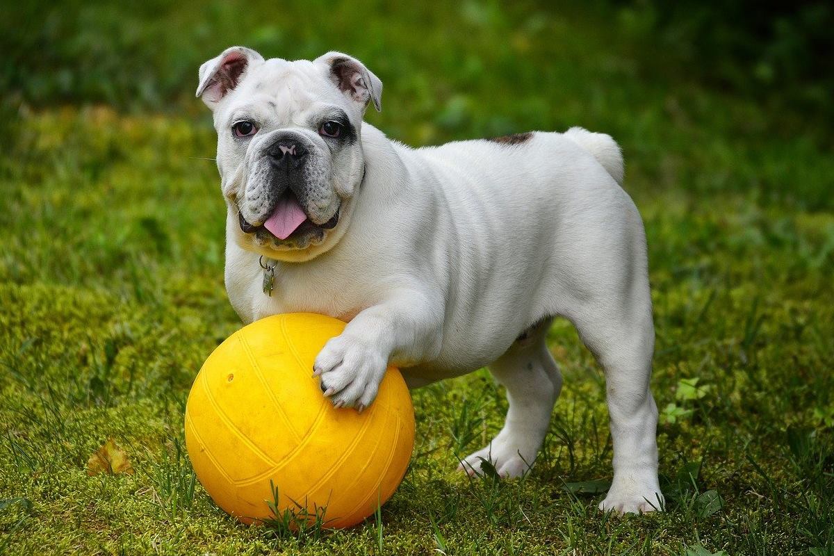 cane che gioca con una palla gialla