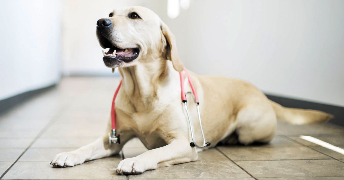 5 modi per rendere felice il cane dal veterinario, senza stress