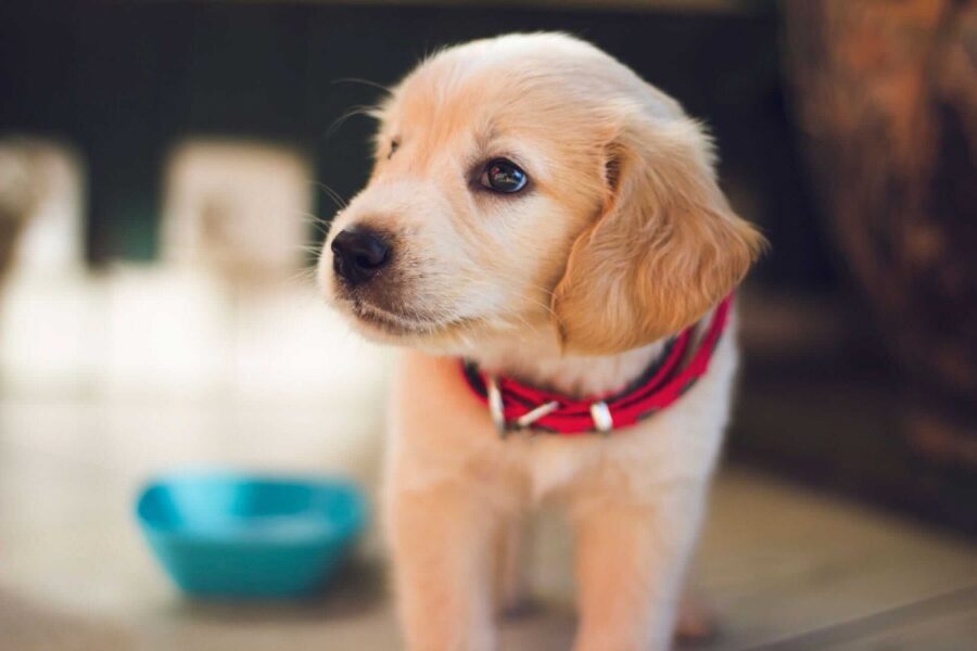 cucciolo di cane con collare rosso