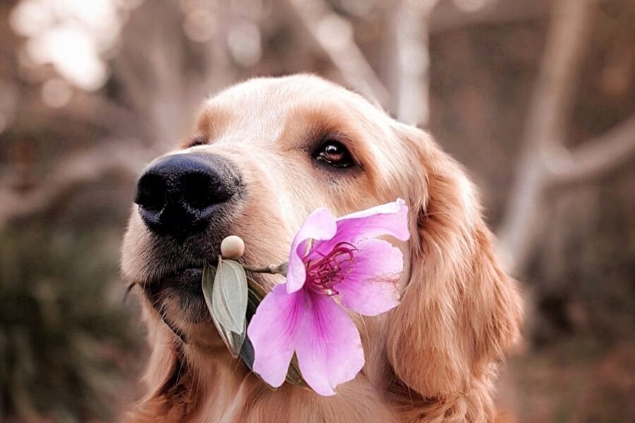 cane con fiore in bocca