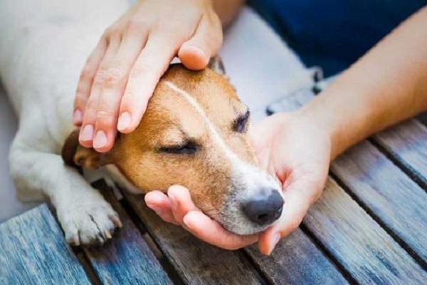 cane che non si sente bene