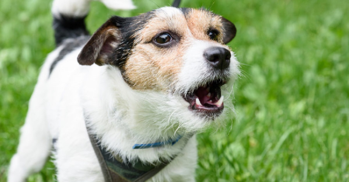Ormoni e aggressività canina: come Fido ne viene influenzato