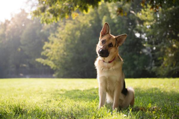 cane che guarda