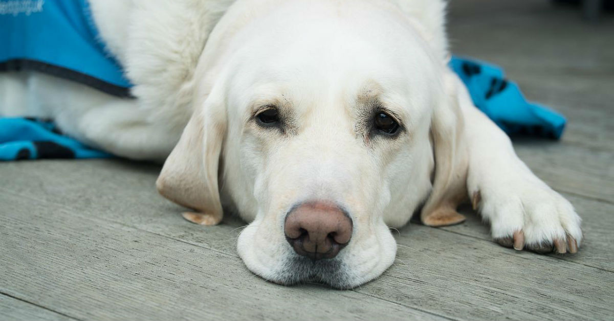 Osteoartrite nel cane: sintomi, cause, diagnosi e cura