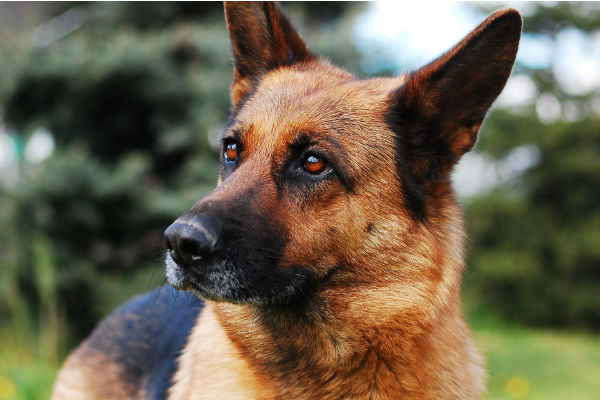 cane che guarda