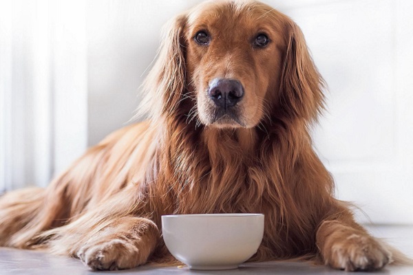 cane che attende di mangiare 