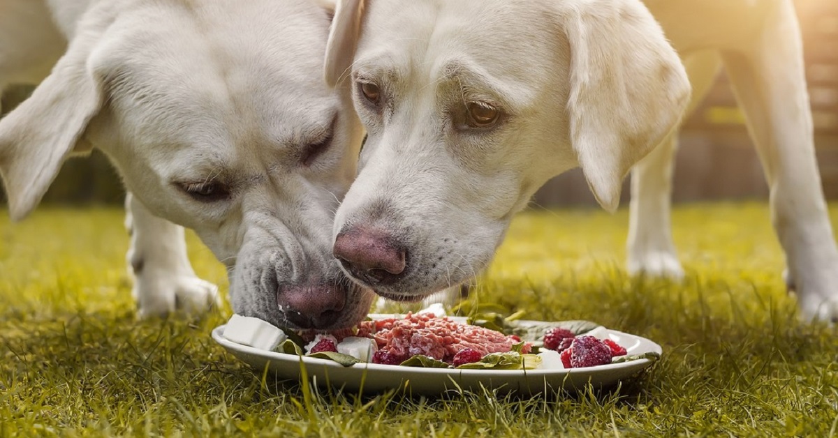 Pappa per cani con carne, timo e avena: una ricetta prelibata