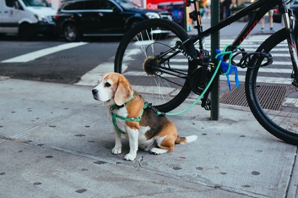 cane legato a bici