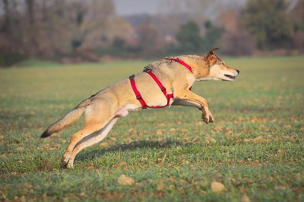 cane che corre