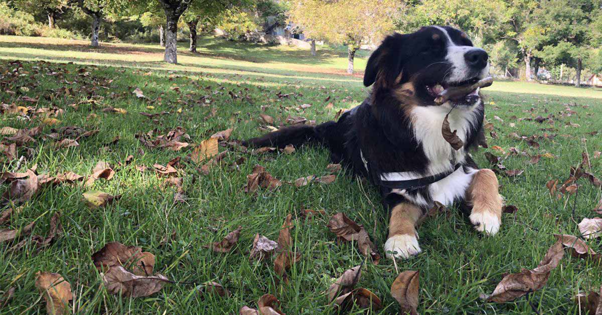 Felici insieme: la prevenzione dei nostri cani prima di tutto